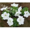 你要的！ 矮牽牛批發【贊】青州矮牽?！就扑]】山西矮牽牛