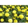 【高成活率！】優質萬壽菊供應++萬壽菊批發價格++青州萬壽菊